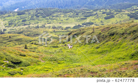 Highlands where a flock of sheep grazes. Sheep 62477778