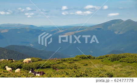 Highlands where a flock of sheep grazes. Sheep 62477779