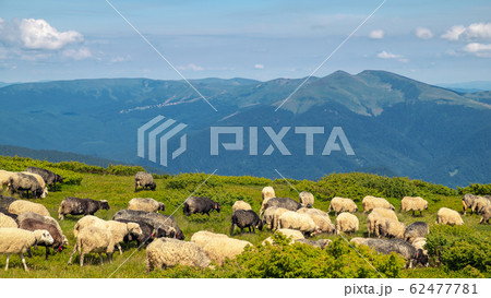 Sheep graze in the mountains. Traditional economy 62477781