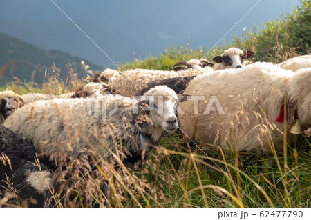 Sheep graze in the mountains. Traditional economy 62477790