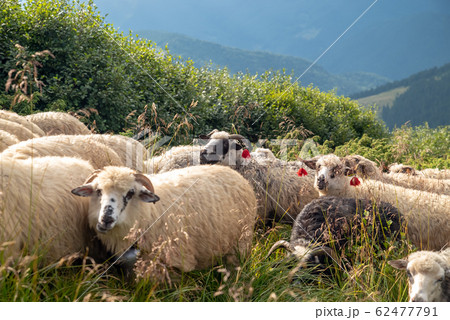 Sheep graze in the mountains. Traditional economy 62477791
