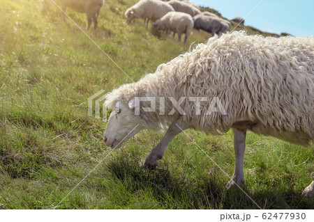 Sheep graze in the mountains. Traditional economy Sheep graze in the mountains. Traditional economy 62477930