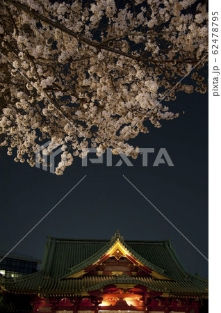 夜桜神田明神 62478795