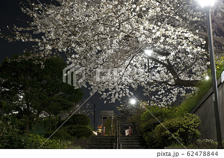 御茶ノ水公園の夜桜 御茶ノ水公園の夜桜 62478844