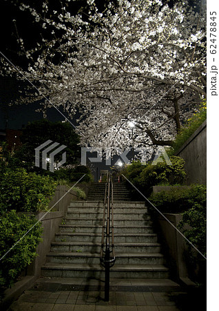 御茶ノ水公園の夜桜 62478845