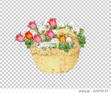 鬱金香和三葉草花籃 鬱金香和三葉草花籃 62479137
