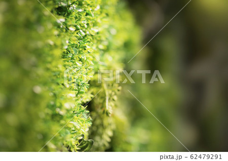 Beautiful vivid green leaf wallpaper and environment scene Beautiful vivid green leaf wallpaper and environment scene 62479291