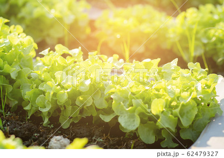 Fresh sapling of green oak romaine lettuce organic hydroponic farm in plantation Fresh sapling of green oak romaine lettuce organic hydroponic farm in plantation 62479327