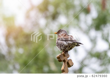 Fieldfare, Turdus pilaris, sitting on a wooden cross Fieldfare, Turdus pilaris, sitting on a wooden cross 62479360