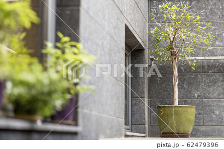 Small decorative tree in pot outdoor, cafe exterior design Small decorative tree in pot outdoor, cafe exterior design 62479396