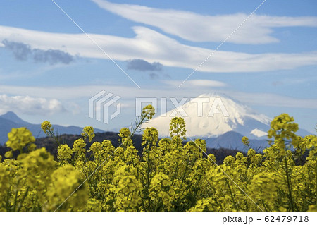 ナノハナと富士山の風景／吾妻山公園 62479718