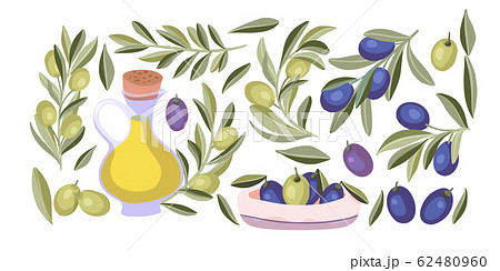 Olive plant isolated vector set. 62480960