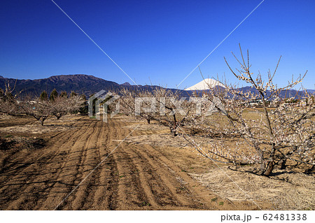 曽我梅林（冬） 62481338