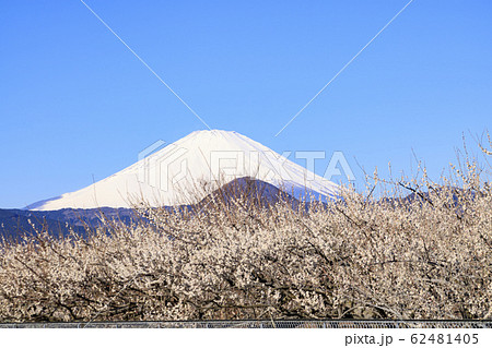 曽我梅林、 62481405