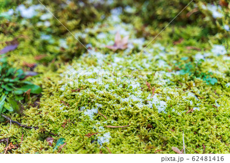 日本庭園の苔と雪 青蓮院 京都市東山区 日本庭園の苔と雪 青蓮院 京都市東山区 62481416