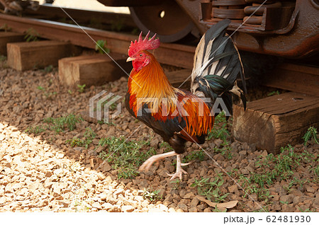 ハワイ　カウアイ島の鶏 62481930