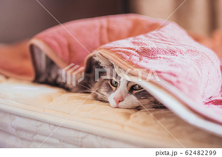 ベットのシーツの中でくつろぐ猫【ノルウェージャンフォレストキャット】 ベットのシーツの中でくつろぐ猫【ノルウェージャンフォレストキャット】 62482299