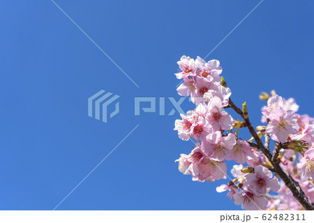 カワヅザクラの花 カワヅザクラの花 62482311