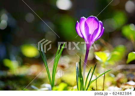クロッカスー１ 62482384