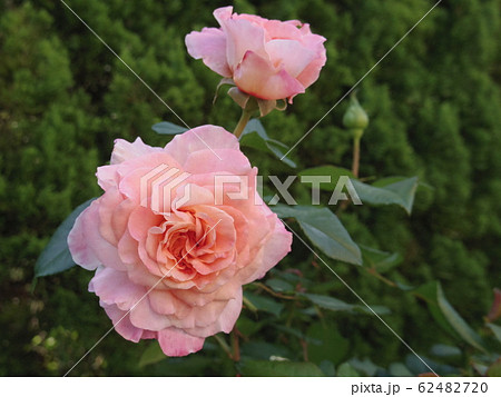 アウグスタルイーゼ Augusta Luise （バラ） 62482720