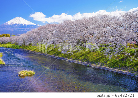 桜　富士山　【富士市　龍厳淵】　 62482721