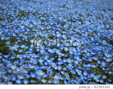 茨城県国営ひたち海浜公園のネモフィラの丘 62483162