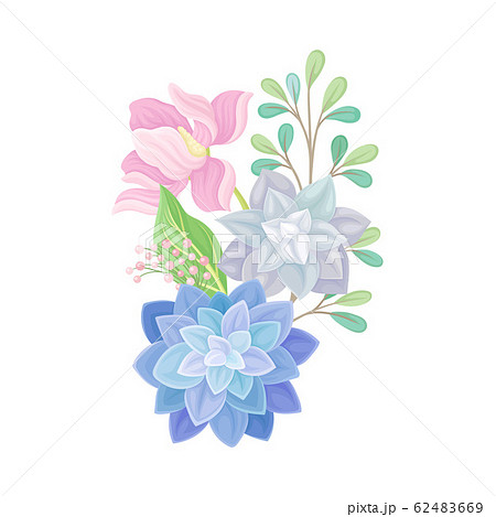 Succulent Echeveria Floral Arrangement Vector Illustration. Natural Cactus Bouquet 62483669
