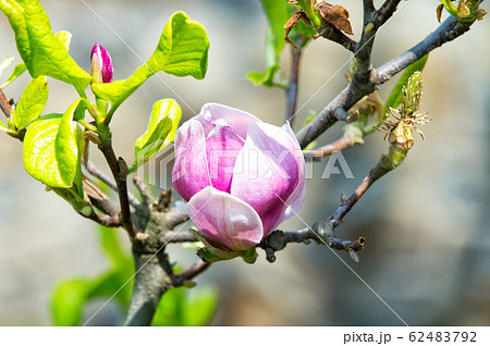 Magnolia flower bloom on blurred background 62483792