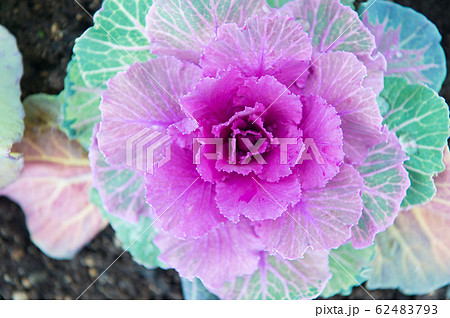 Decorative cabbage with violet leaves top view. Decorative cabbage with violet leaves top view. 62483793
