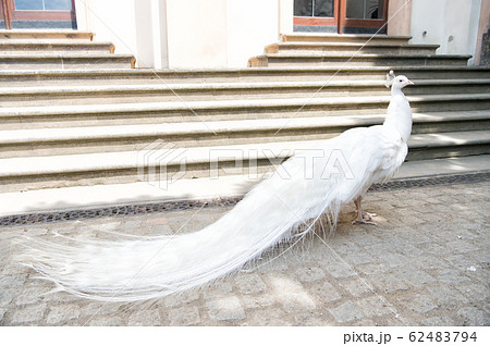 white peacocks are spread tail feathers white peacocks are spread tail feathers 62483794