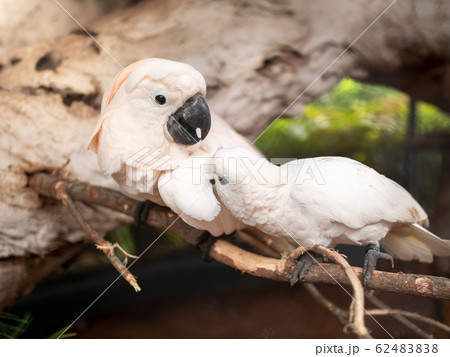 Macro image of two cockatoo parrots sitting on the branch and cleaning feather from parasites and fleas Macro image of two cockatoo parrots sitting on the branch and cleaning feather from parasites and fleas 62483838