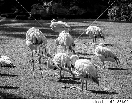 Black and white image of red flamingo birds on the meadow at park Black and white image of red flamingo birds on the meadow at park 62483866