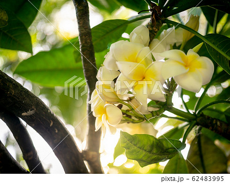 Closeup image of sun shining through tropical tree and white magnolia flowers Closeup image of sun shining through tropical tree and white magnolia flowers 62483995