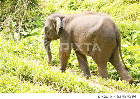ゾウ保護センター 散歩するアジアゾウ ゾウ保護センター 散歩するアジアゾウ 62484594