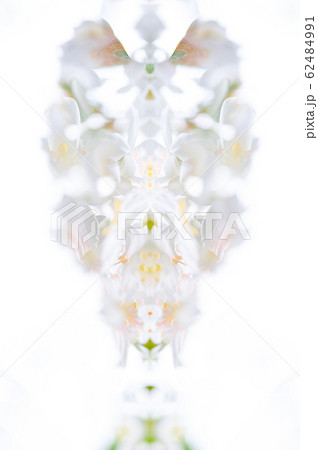 アブラギリ 花 フラワー 62484991