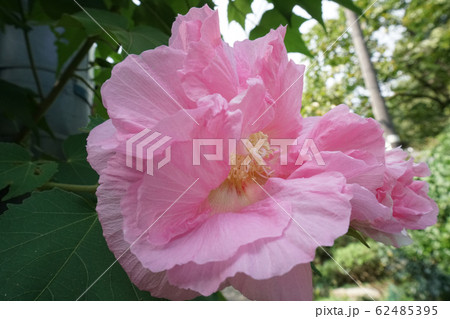 ピンクの酔芙蓉 62485395
