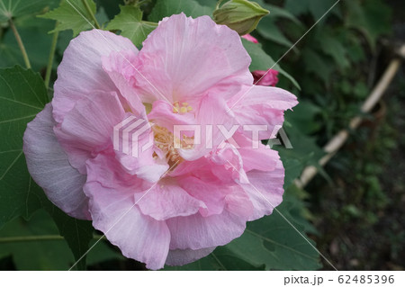 ピンクの酔芙蓉 62485396