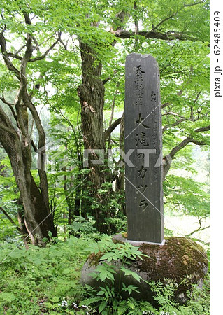 「大滝のカツラ」 in 山形 「大滝のカツラ」 in 山形 62485409