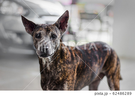 pity face of stray dog in tiger color pity face of stray dog in tiger color 62486289