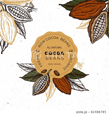 Cocoa beans Hand drawn vintage sketch illustration Cocoa beans Hand drawn vintage sketch illustration 62486785