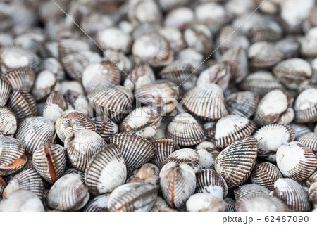 Fresh raw clams background 62487090