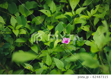 Purple flower between green leaves Purple flower between green leaves 62487315