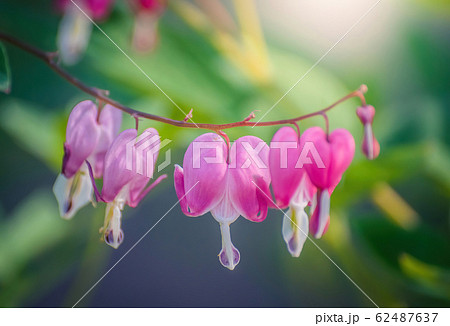 Blooming pink heart shaped dicentres 62487637