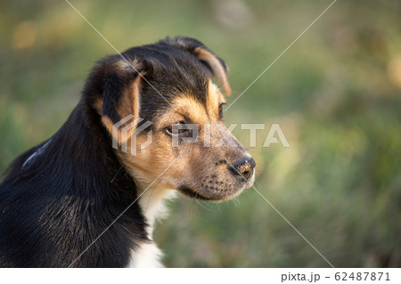 young dog portrait young dog portrait 62487871