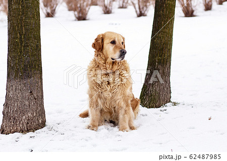old golden retriever dog on snow old golden retriever dog on snow 62487985