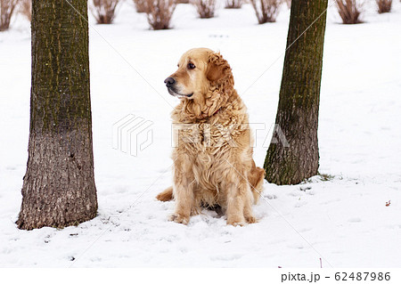 old golden retriever dog on snow 62487986