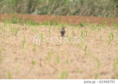 野鳥/鷹 野鳥/鷹 62488791