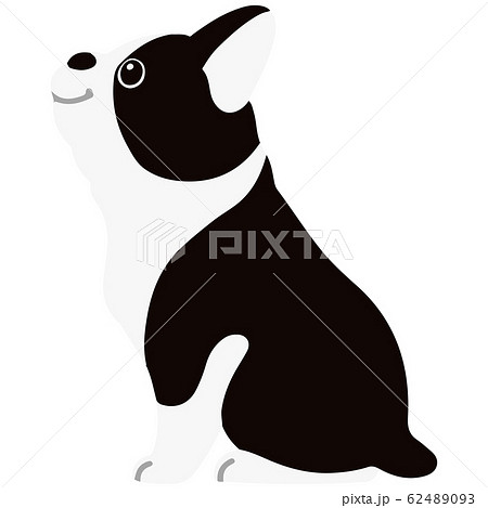 お座りする ボストンテリア 横 主線なしのイラスト素材