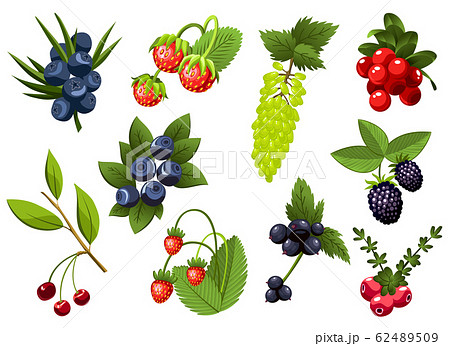 Set of hand drawn branchs currant, grapes, blueberry, strawberry, cherry, bramble, cranberry, berries with leaves. Fresh summer berries. Fruit botany cartoon vector illustration. Fresh organic food 62489509