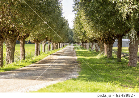 Pollard willows along the Menneweg in Sassenheim. 62489927
